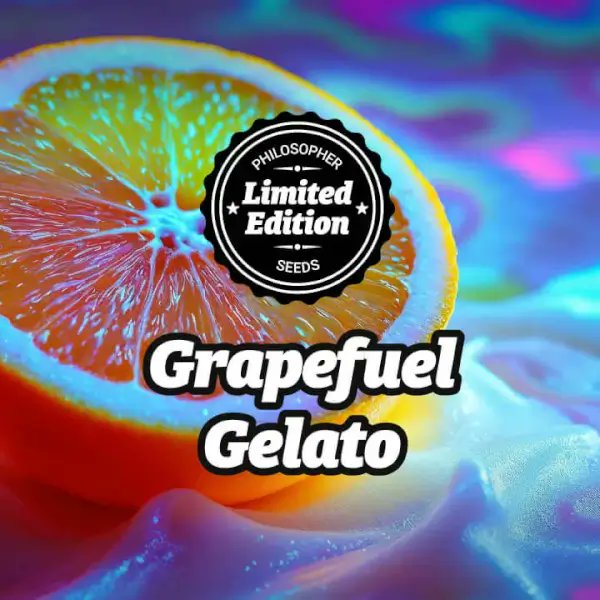 Philosopher Seeds tweet media