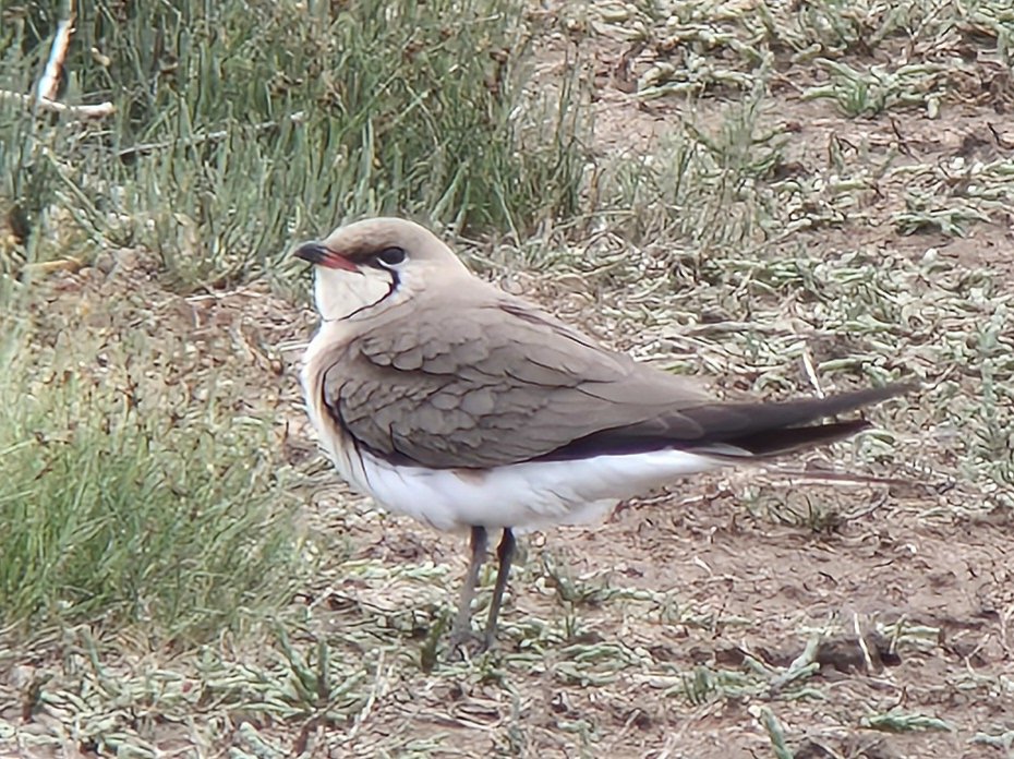 Liam Andrews tweet media