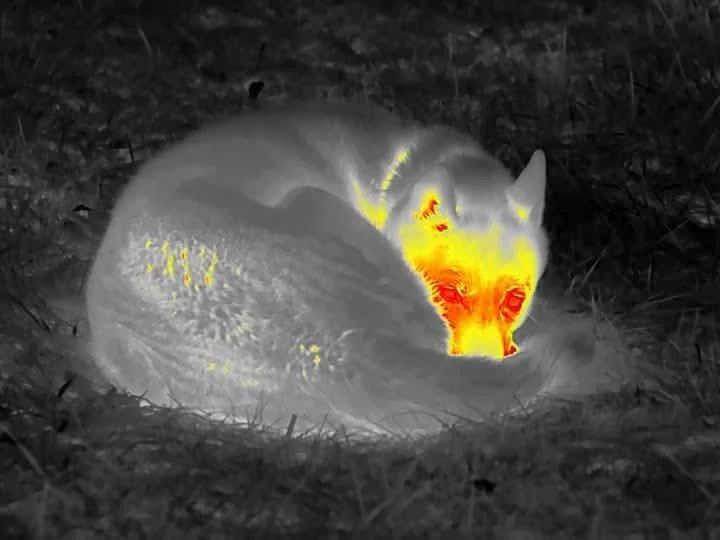 AMAZlNGNATURE's tweet photo. Thermal Image Of a Sleeping Husky https://t.co/FHuQvlFb0u