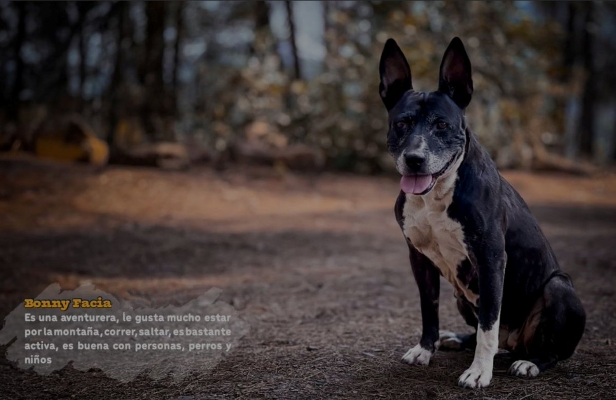 #Castellón
Contacto: WhatsApp 670 55 85 07 // 688 66 90 20

#BONNY, la preciosa Bonny... Lleva mucho tiempo buscando familia, después de la vida dura que tiene a cuestas...

Ella solo necesita una familia que la quiera, que la entienda, que no la grite, que salga a dar paseos por