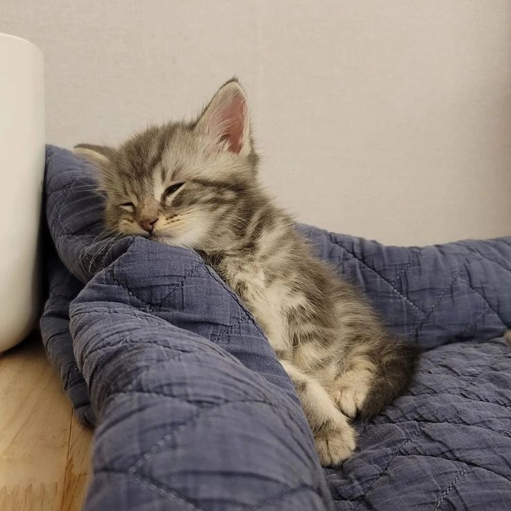mingؘhao as cats tweet media