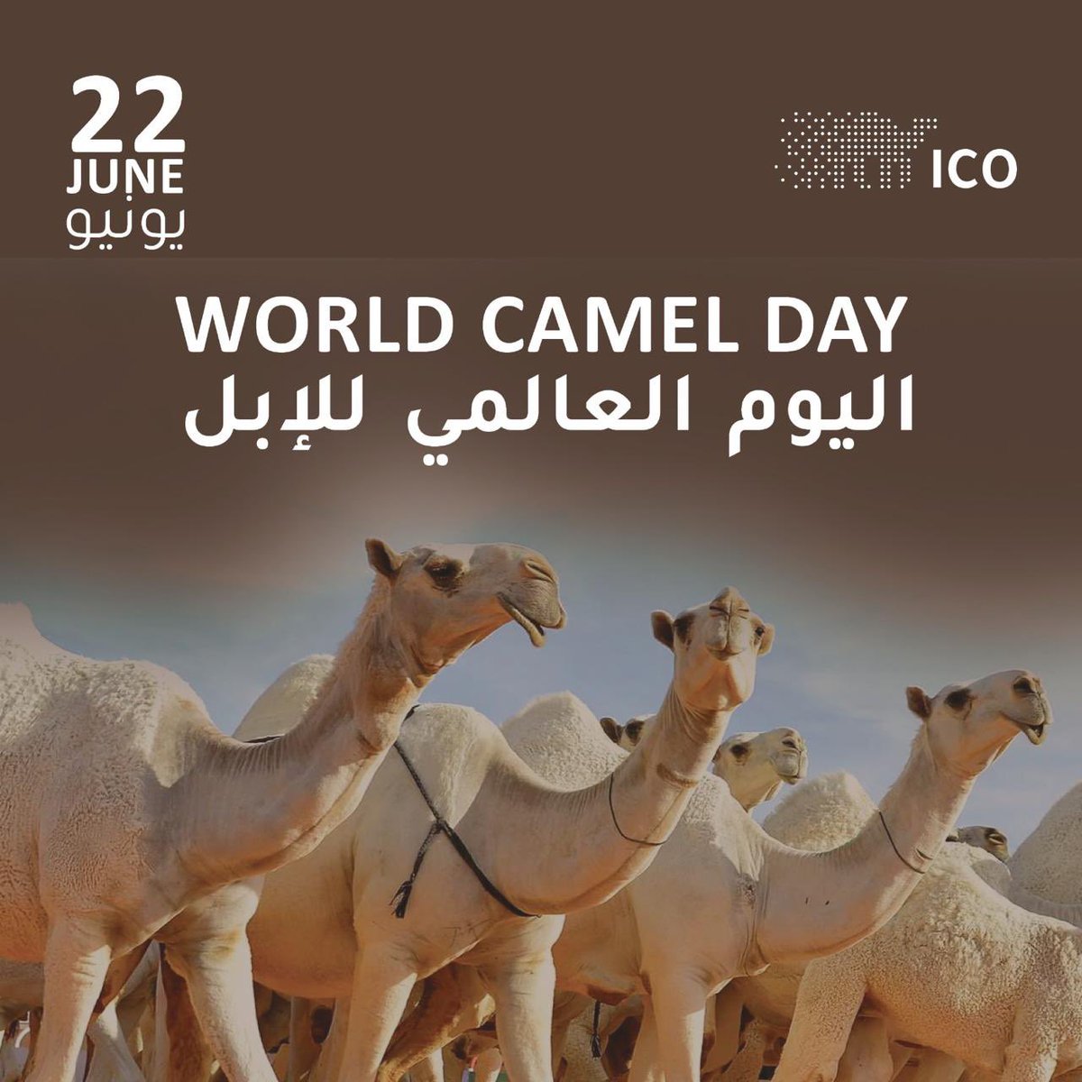On the World Camel Day, we celebrate a great creature that has been a friend to humans in all harsh climates, supporting their livelihoods and becoming an integral part of their cultural and social heritage. Camels are a partner to humanity in civilization, culture, the economy,