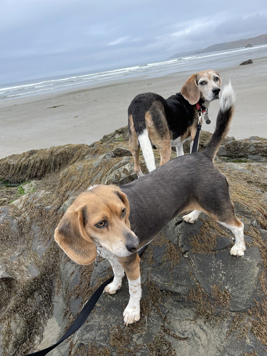 We’ve been home a week since our vacation at the beach. Lucy Lu LOVED the beach so mama thought she would share a few of her favorite pics, and one of us 🩷🩷🩷

#cayucos
#lucyluthebeagle
#maggiemaythebeagle