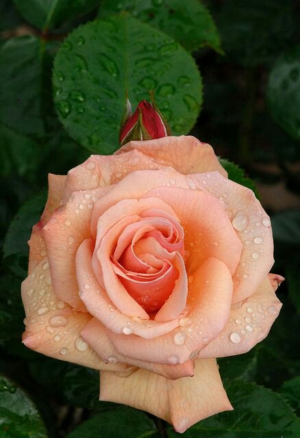 oneredneck's tweet photo. Wonderful summer evening! #flower #rose #beauty #NaturePhotography #NatureBeauty #NatureLovers https://t.co/Cdi9Ns7kIK