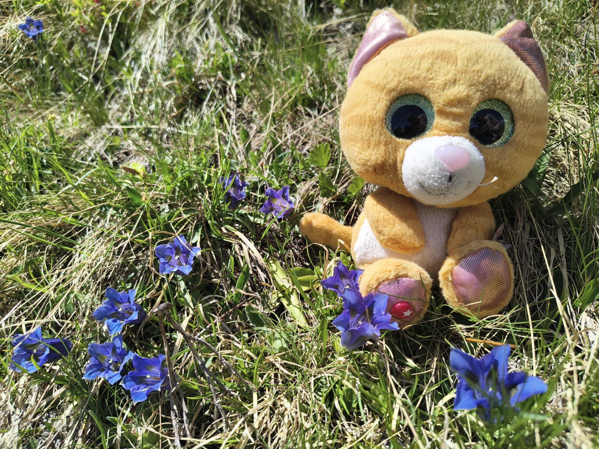 GeologistsCat's tweet photo. Today is day 22 of #30DaysWild 😻 I was with my humans in the #mountains and during our #hedgewatch we saw beautiful #landscapes and wonderful #flowers Look the blue #Gentian isn't it wonderful 🐾😻
#Switzerland #nature #landscapephotography #landscapeprotection #landscape https://t.co/2Uq7TOVkFV