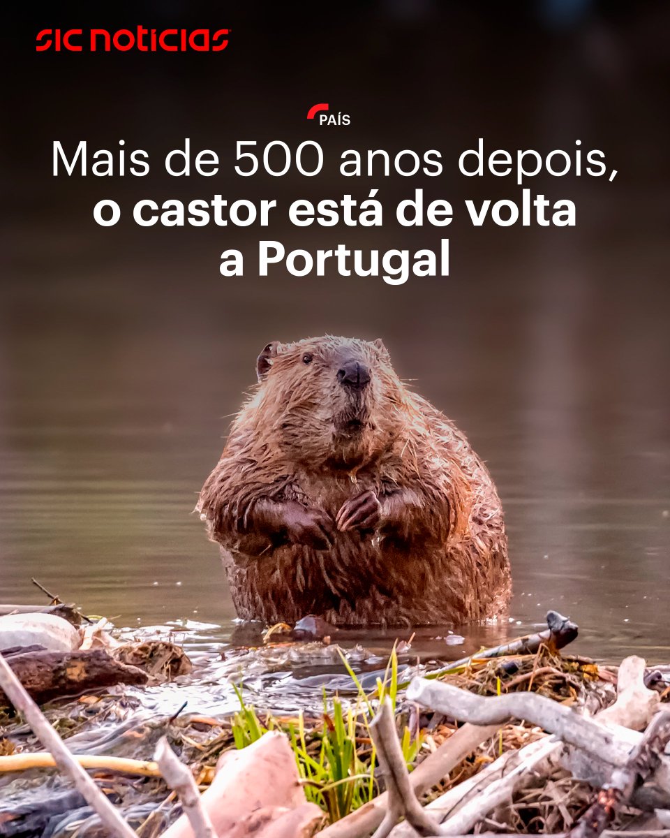 A Rewilding Portugal confirmou a presença da espécie junto à fronteira com Espanha, marcando um passo histórico na recuperação dos ecossistemas ribeirinhos.

Saiba mais em bit.ly/4li5kfc