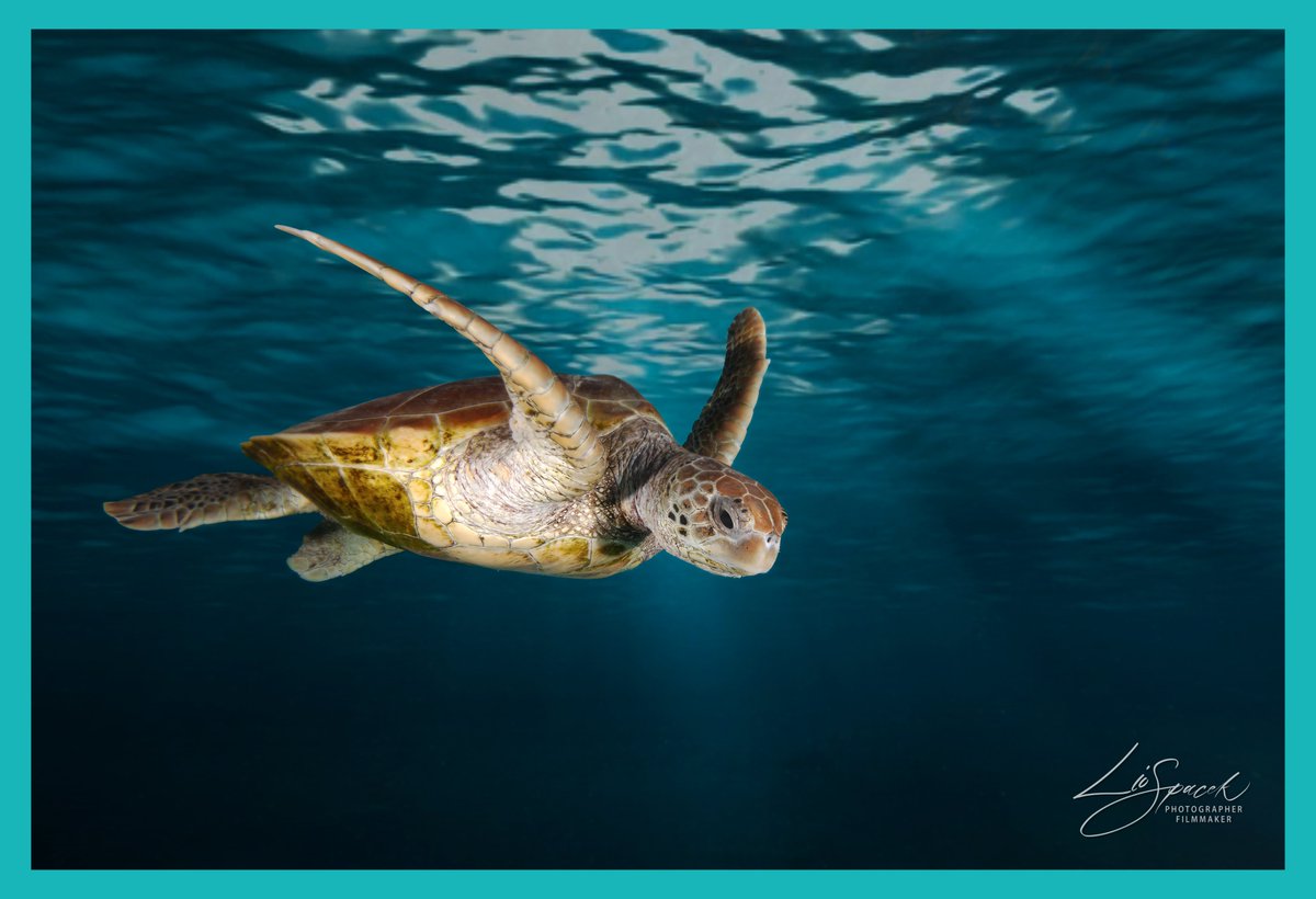 Escape to Nature tweet media