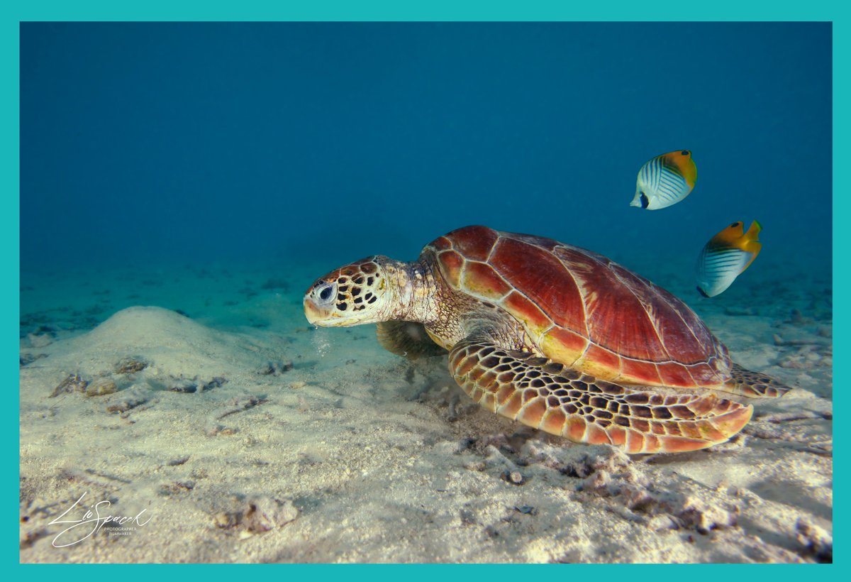 Escape to Nature tweet media