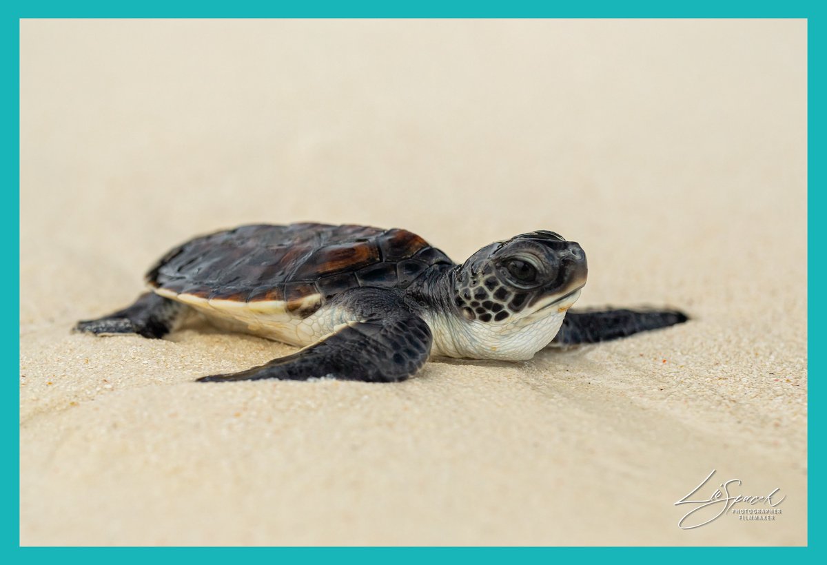 Escape to Nature tweet media