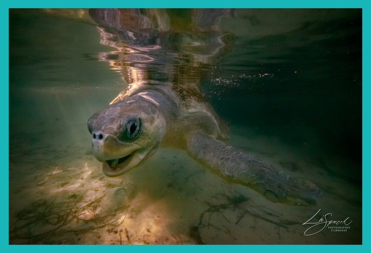 Escape to Nature tweet media