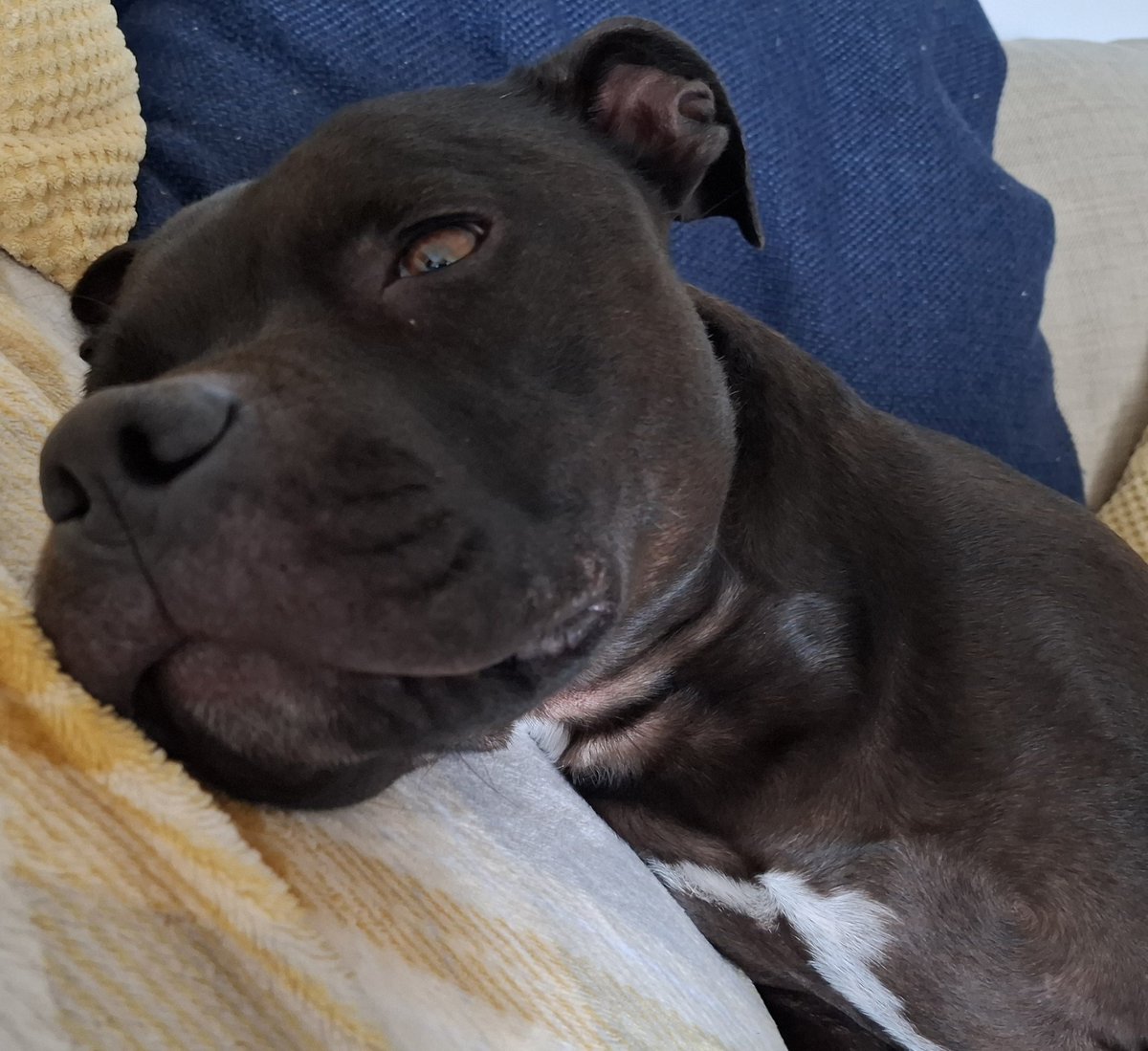 Richard Owen🏴 (@richard_m_owen) on Twitter photo Another tough weekend being a #staffie #pup 🤣💤💤💤🤣
#Staffordshirebullterrier
<a href="/JulesAllenxx/">Baby Frank & his teddy, Edward 🧸🏴</a> <a href="/Rosie5278/">🇺🇦 🌻 Sweet Staffy Valla ❤️🐶❤️</a>
<a href="/IStaffies/">We Love Staffies</a> <a href="/_XDogs/">𝕏 Dogs</a> Another tough weekend being a #staffie #pup 🤣💤💤💤🤣
#Staffordshirebullterrier
<a href="/JulesAllenxx/">Baby Frank & his teddy, Edward 🧸🏴</a> <a href="/Rosie5278/">🇺🇦 🌻 Sweet Staffy Valla ❤️🐶❤️</a>
<a href="/IStaffies/">We Love Staffies</a> <a href="/_XDogs/">𝕏 Dogs</a>