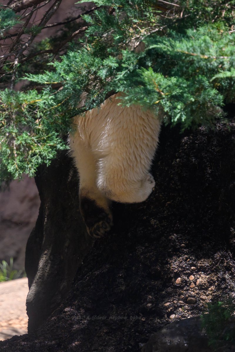 おはようございます🌤️

📷2025.06.21
#ズーラシア #ホッキョクグマ 
#ZOORASIA #polarbear 
#ライ