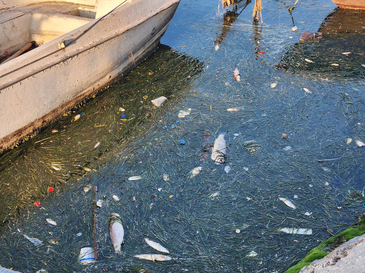 HabibMhenni's tweet image. Un vrai désastre écologique au golfe de #Monastir.
Images de #Sayada