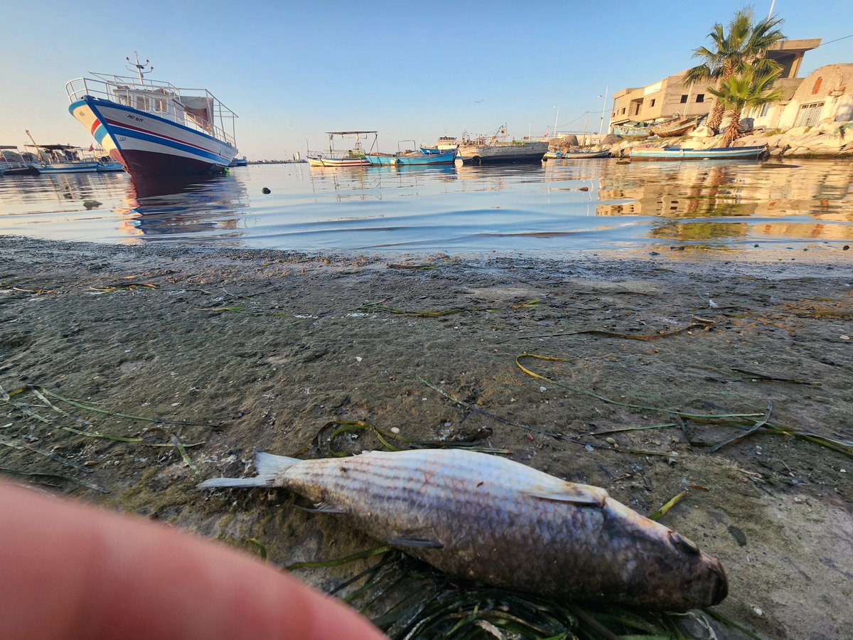HabibMhenni's tweet image. Un vrai désastre écologique au golfe de #Monastir.
Images de #Sayada