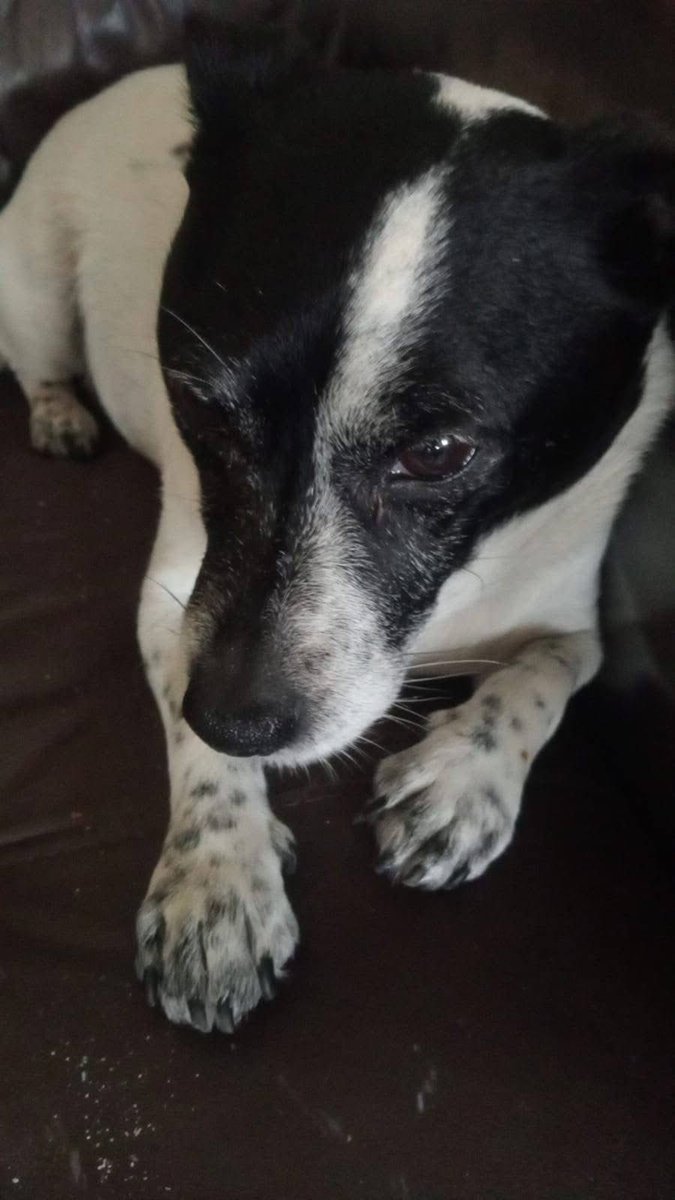 Rosie Doc (@rosiedoc666) on Twitter photo #StolenDogHour 🆘 🛟
MISSING JR who fell in after #boat #capsized between #LeighonSea and #Westcliffe #Essex Mon 16/6/25 “wearing a life jacket”
watched him reach mudbanks before he losing sight. Family don't know where he went from there
<a href="/gelert01/">GG01</a> <a href="/02031961pat/">pat faulkner</a> <a href="/essexlive/">Essex Live</a> #StolenDogHour 🆘 🛟
MISSING JR who fell in after #boat #capsized between #LeighonSea and #Westcliffe #Essex Mon 16/6/25 “wearing a life jacket”
watched him reach mudbanks before he losing sight. Family don't know where he went from there
<a href="/gelert01/">GG01</a> <a href="/02031961pat/">pat faulkner</a> <a href="/essexlive/">Essex Live</a>