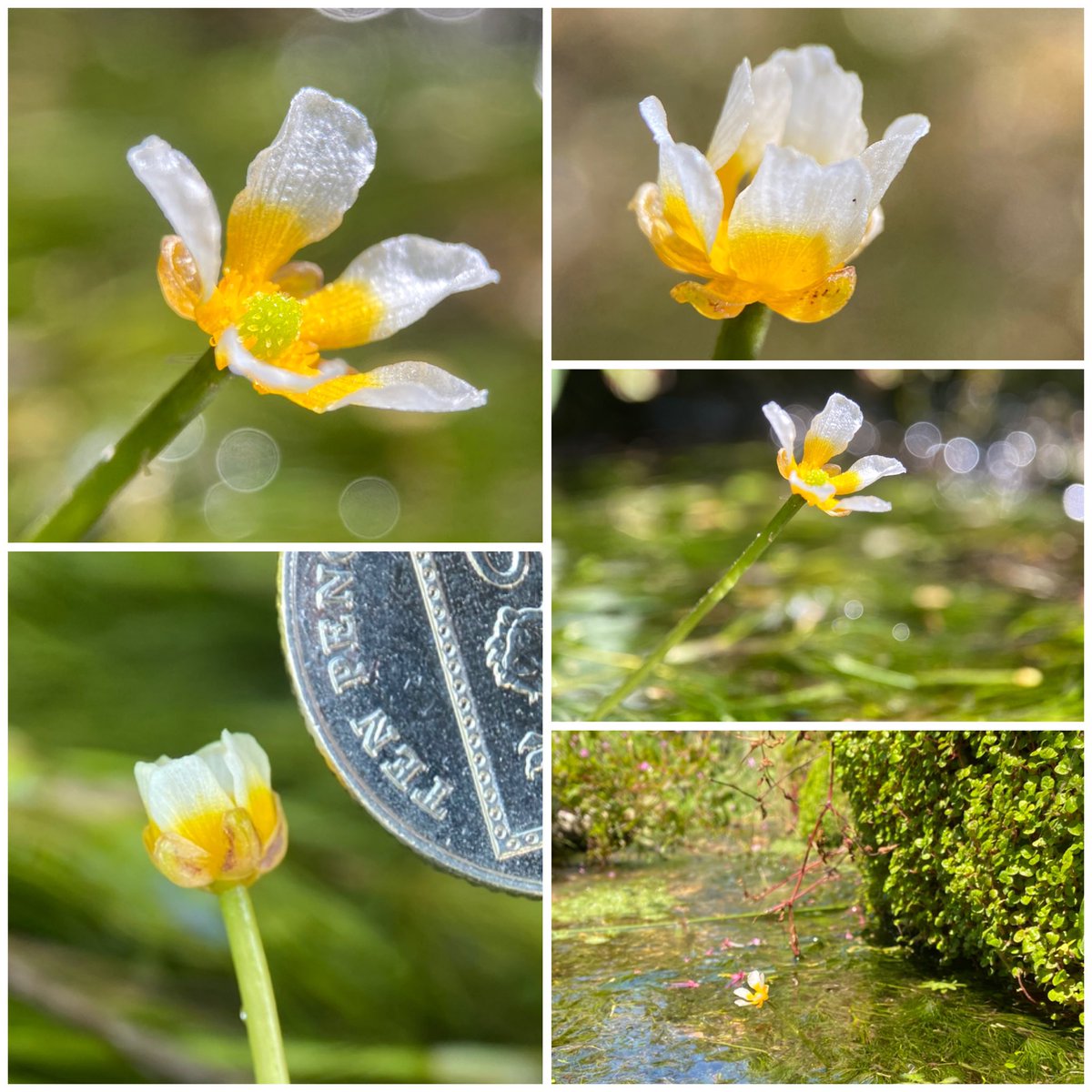 Steve Parsons ๐ (@stevepa46290725) on Twitter photo The #AquaticPlants challenge lets me continue my obsession with the tiny flowers of River Water-crowfoot (Ranunculus fluitans), currently flowering in the chalk stream running through my Dorset village. #WildflowerHour <a href="/wildflower_hour/">wildflowerhour</a> The #AquaticPlants challenge lets me continue my obsession with the tiny flowers of River Water-crowfoot (Ranunculus fluitans), currently flowering in the chalk stream running through my Dorset village. #WildflowerHour <a href="/wildflower_hour/">wildflowerhour</a>