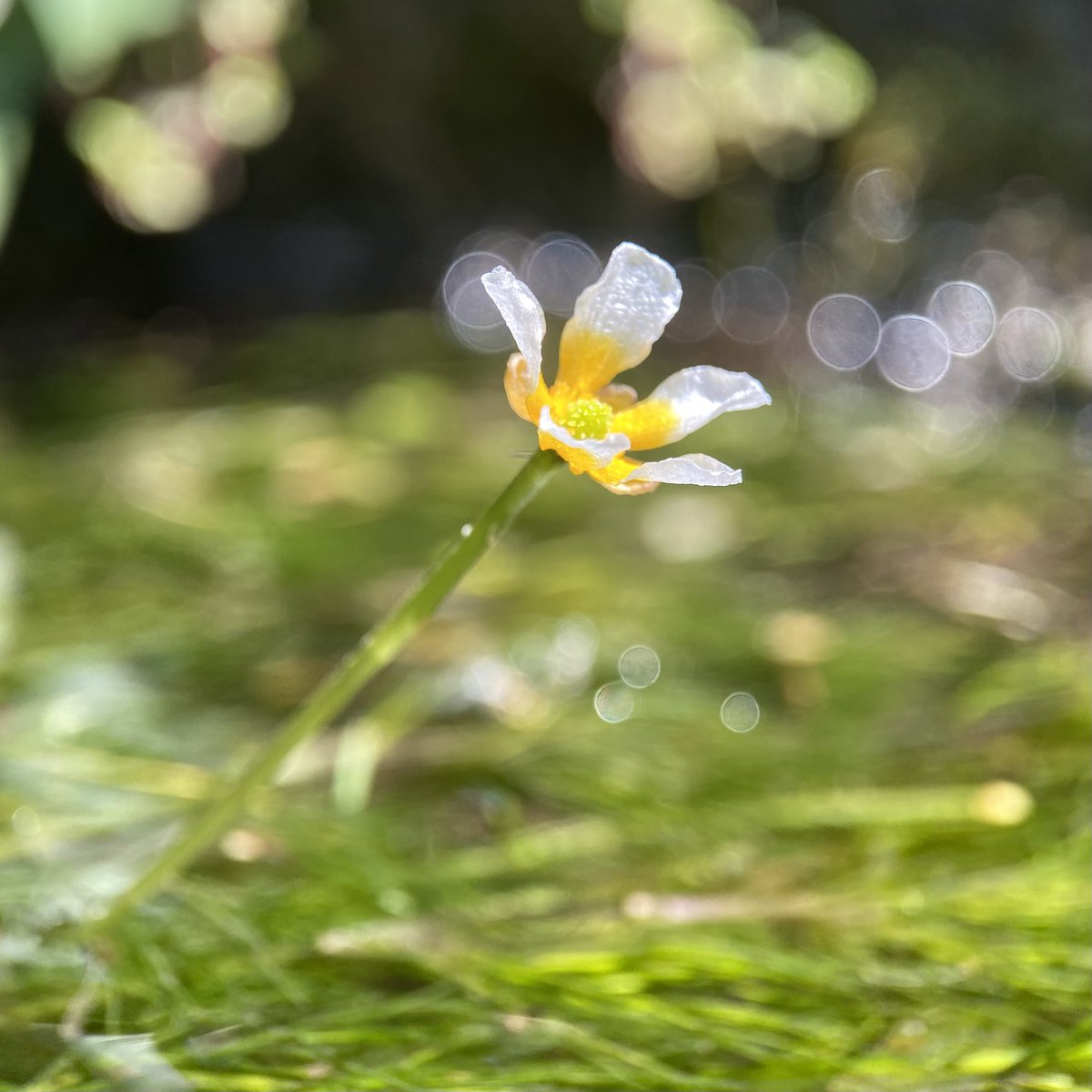 Steve Parsons ๐ (@stevepa46290725) on Twitter photo More of the tiny jewel-like flowers of River Water-crowfoot (Ranunculus fluitans), currently flowering in the chalk stream running through my Dorset village. #AquaticPlants #WildflowerHour <a href="/wildflower_hour/">wildflowerhour</a> More of the tiny jewel-like flowers of River Water-crowfoot (Ranunculus fluitans), currently flowering in the chalk stream running through my Dorset village. #AquaticPlants #WildflowerHour <a href="/wildflower_hour/">wildflowerhour</a>