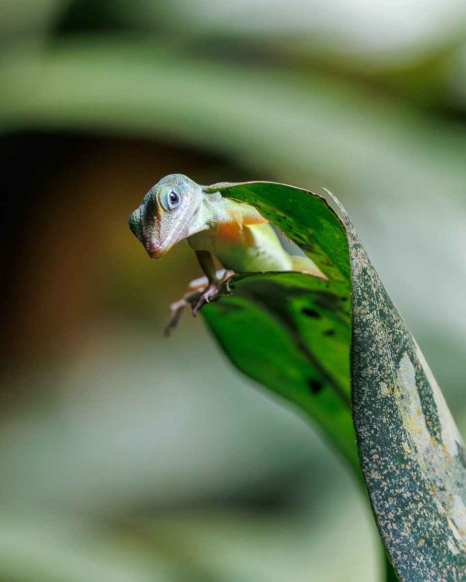Hiya! Anolis marmoratus at Burger’s Zoo