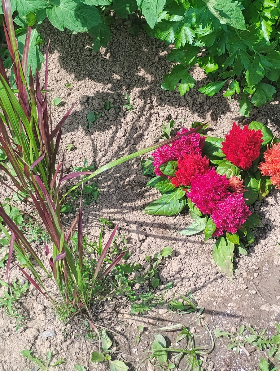 Do you see the blade of grass touching the flowers ,it's a welcoming gesture,the blood grass is greeting the flowers