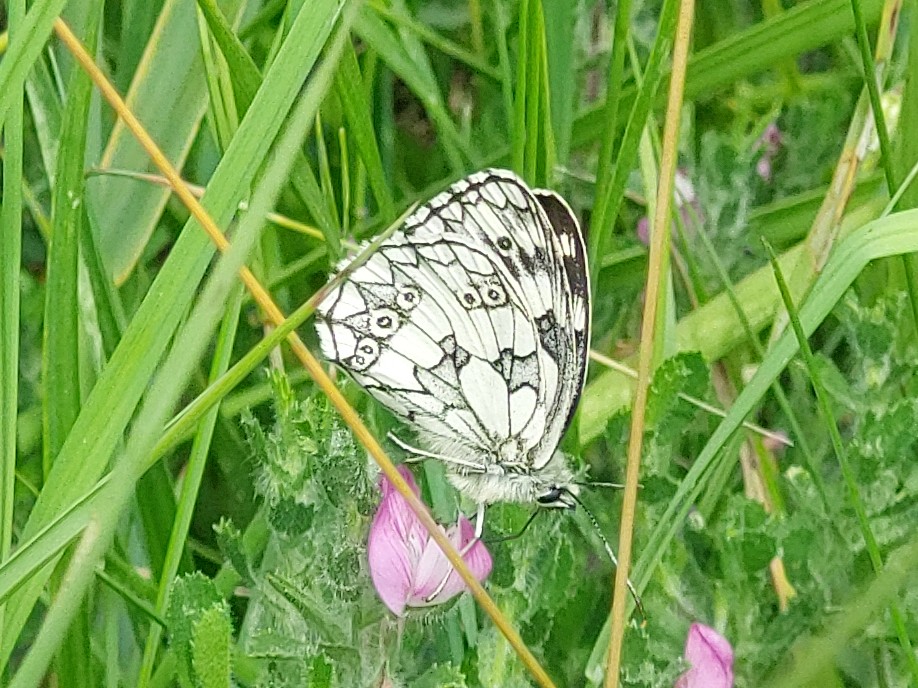 Simon Saville (@sbsaville) on Twitter photo Not many butterflies today on my #BikeForButterflies but did see a fresh Comma and my first Marbled White of the year. With so few flying, the work of <a href="/savebutterflies/">Butterfly Conservation 🦋</a> is ever more important. justgiving.com/campaign/bikef… Not many butterflies today on my #BikeForButterflies but did see a fresh Comma and my first Marbled White of the year. With so few flying, the work of <a href="/savebutterflies/">Butterfly Conservation 🦋</a> is ever more important. justgiving.com/campaign/bikef…