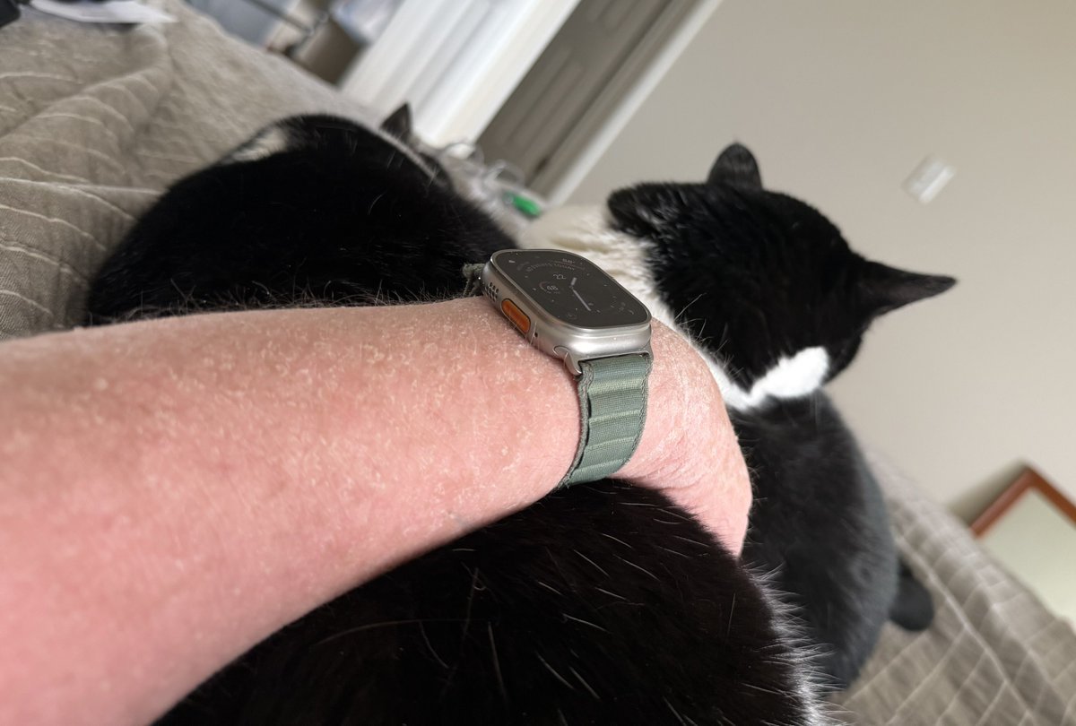 FranAndFiona's tweet image. It鈥檚 very hot today, but cuddling in bed with our hooman is still mandatory.