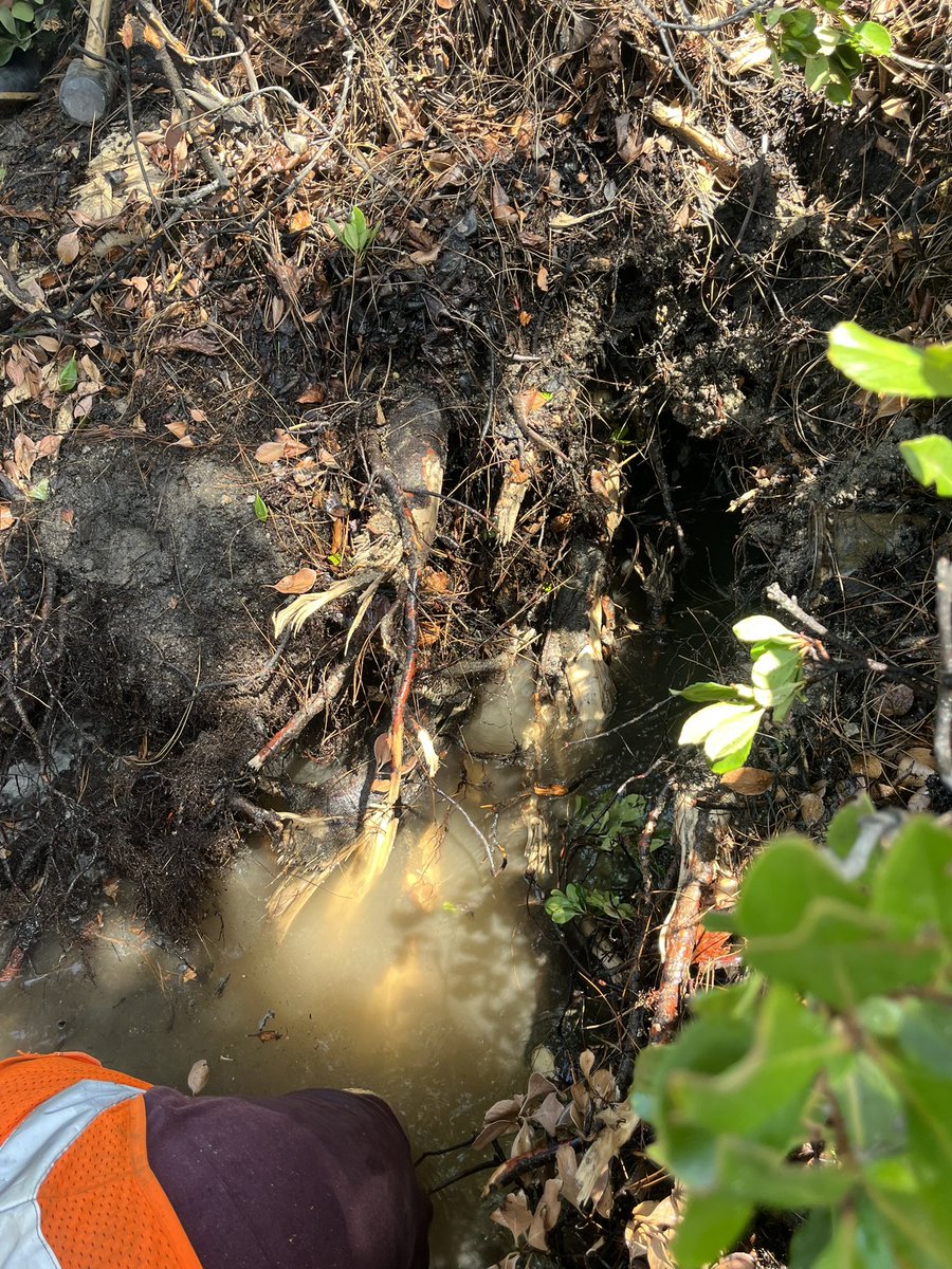 COGWaterPower's tweet photo. The cause of the N Verdugo Rd. water main break was caused by tree roots that split the main. We are getting assistance for cutting the tree roots first so that our crews can continue to make repairs. This could extend the outage time. Thank you for your patience. #myglendale https://t.co/ussqNUAwhO
