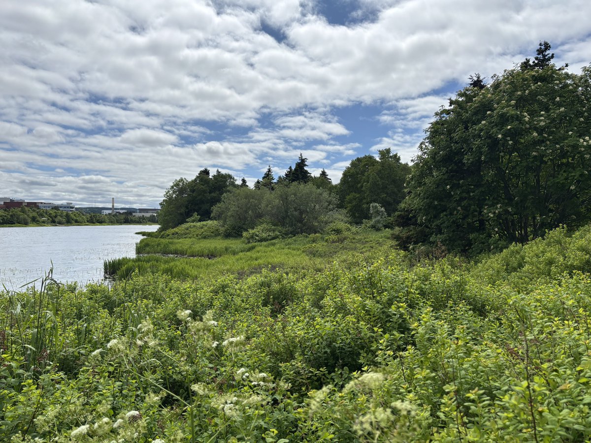dawn_kimmy_nl's tweet image. It started out cool but it’s nice and warm now!! Great day to spend outdoors 🫶🏻🌞👟👟

#getoutdoors 
#nlwx