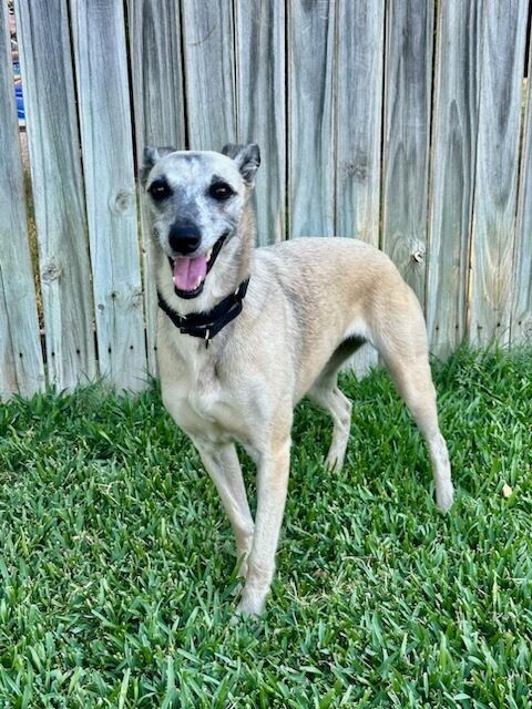 GaltxOrg's tweet image. Little whippet mix, Nollie, recently turned 7 and is ready to find her forever home. Read more: galtx.org/hound/nollie/ 

#WhippetMix #AdoptableDogs