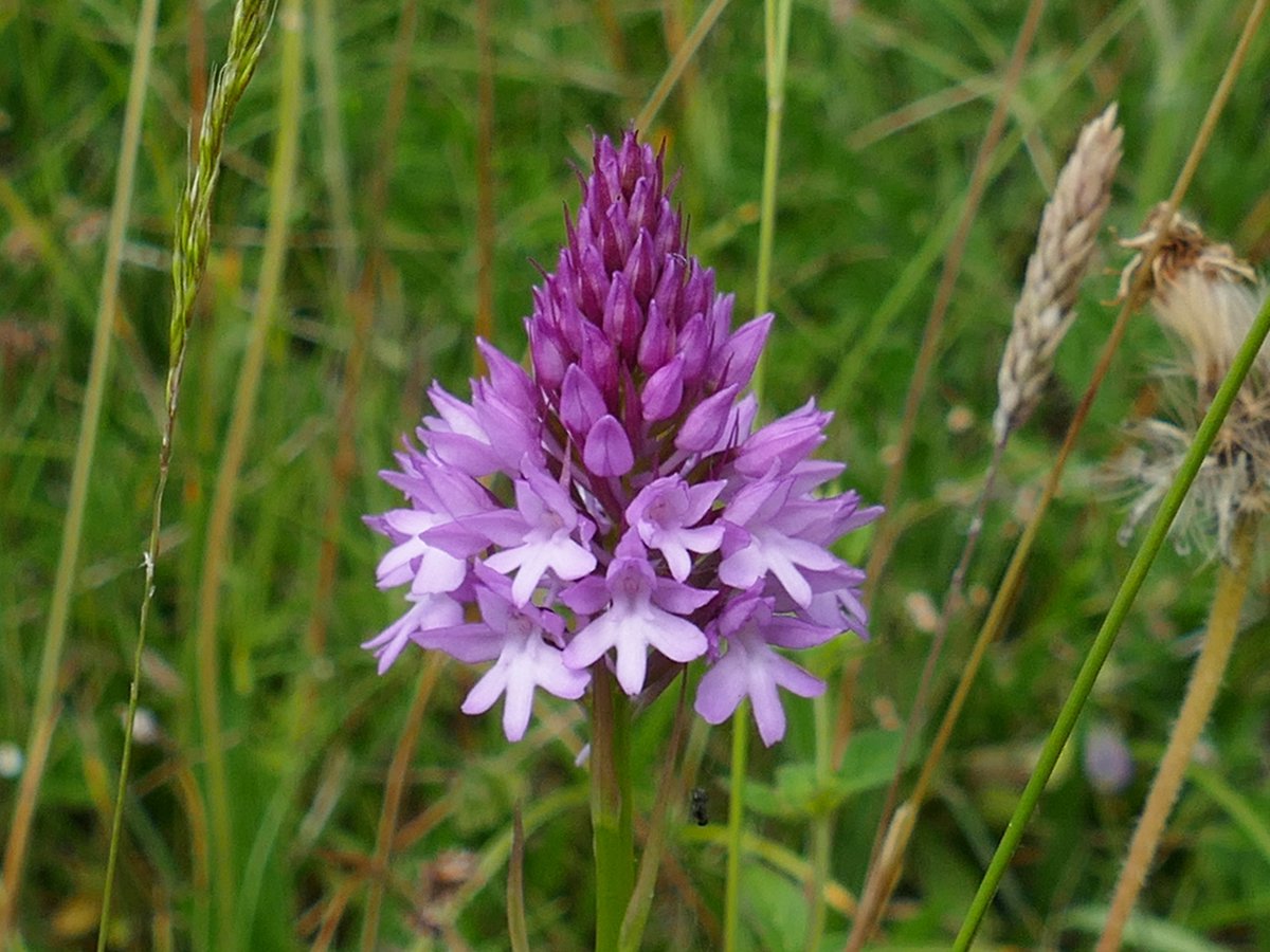 RogerRob473's tweet image. A selection of favourites from my walk this week at Streatley (W. Berks) - pyramidal orchid, squinancywort and basil thyme. #wildflowerhour