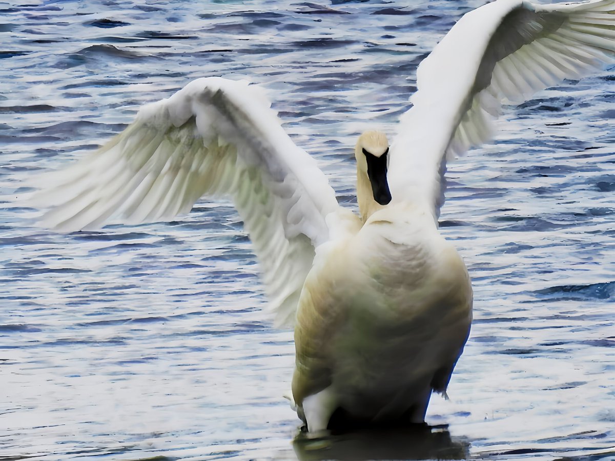I found a lone swan this morning, and am absolutely DELIGHTED. 🦢