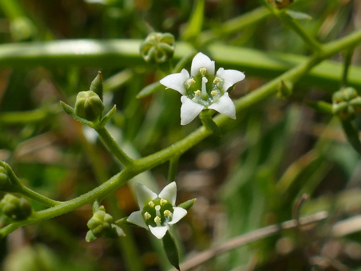 RogerRob473's tweet image. Bastard toadlax (thesium humifusum) now in flower (16/6/2025) on the chalk grassland at The Holies, Streatley (W. Berks). #wildflowerhour