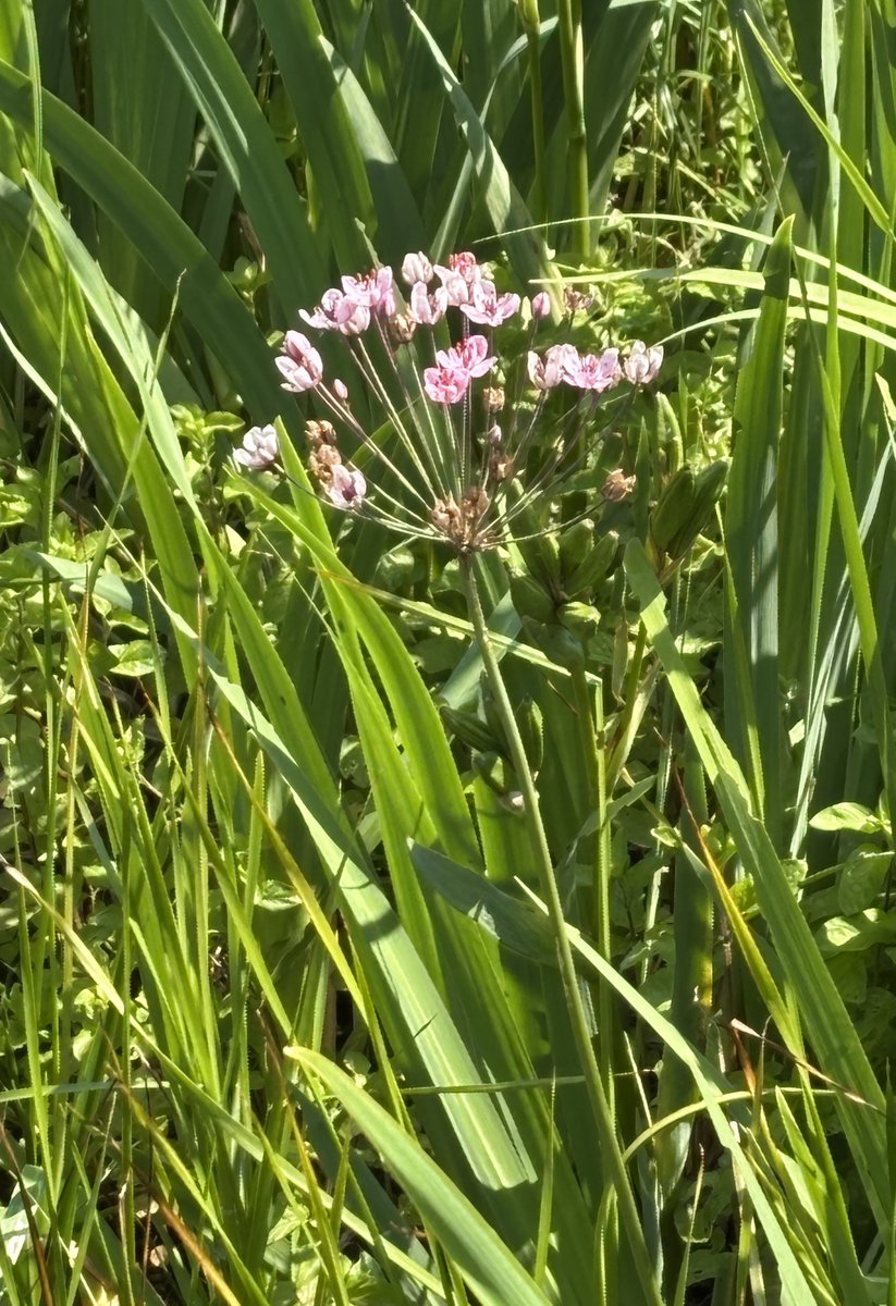 edmondslyn's tweet photo. Flowering Rush, seen in the pond in Wandlebury Country Park, Cambridgeshire
#WildflowerHour #AquaticPlants #FloweringRush https://t.co/jkwHv4F7Ca