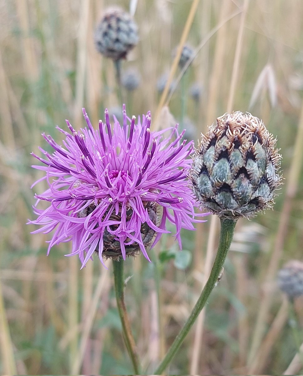 Creo que es una CENTÁUREA MAYOR /Centaurea scabiosa/, pero si no fuera así te agradezco que me corrijas 😉