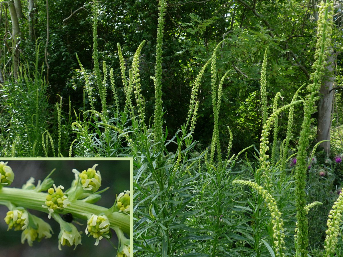 RogerRob473's tweet image. On a patch of land cleared around 18 months ago in connection with replacing utility poles now has emerged weld and white bryony from the yellowy green brigade, Streatley (W. Berks), 16/6/2025. #wildflowerhour