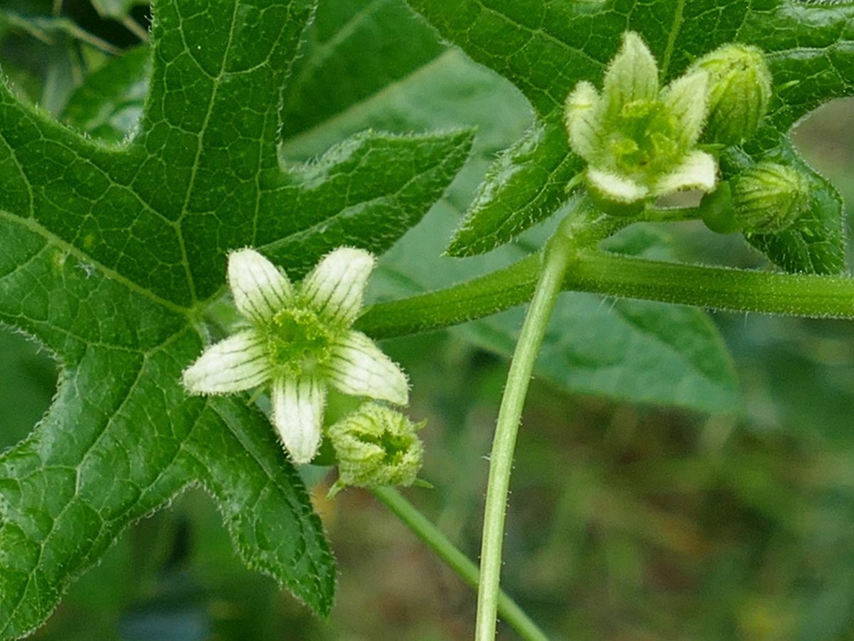 RogerRob473's tweet image. On a patch of land cleared around 18 months ago in connection with replacing utility poles now has emerged weld and white bryony from the yellowy green brigade, Streatley (W. Berks), 16/6/2025. #wildflowerhour