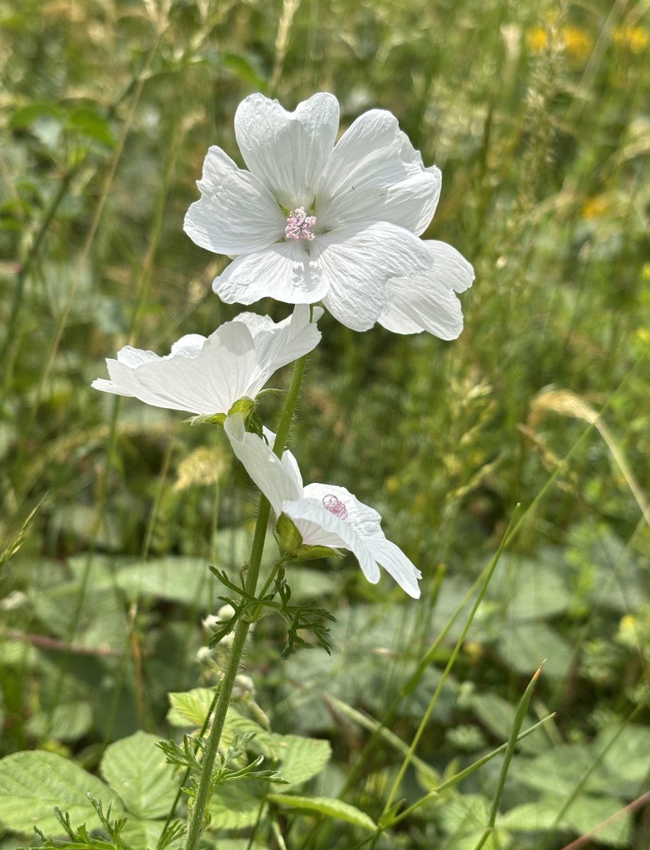 edmondslyn's tweet image. Wild Marjoram and White Musk Mallow, both seen this week in Cambridgeshire
#WildflowerHour #WildMarjoram #Oregano #WhiteMuskMallow