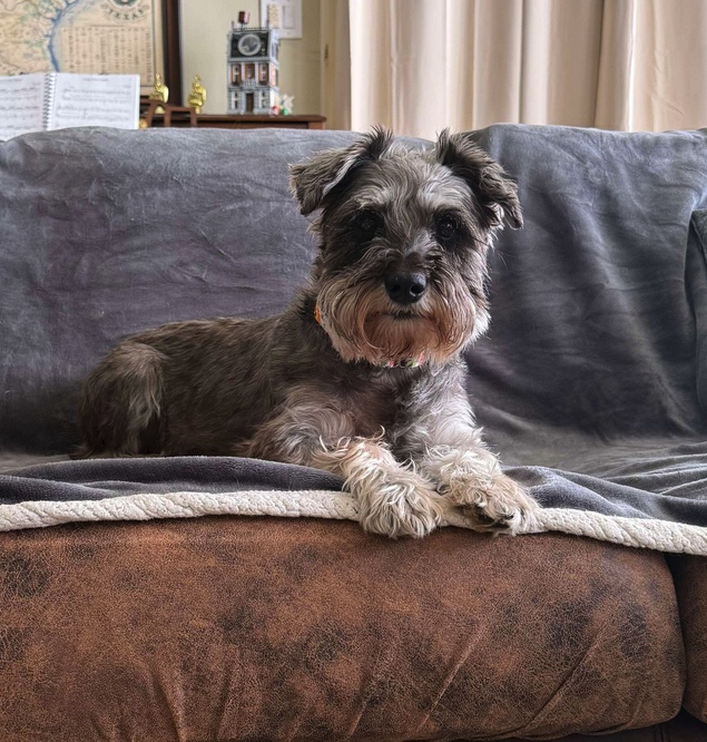 Meet "Miss Coco" smart, pretty, well-mannered, loving #MiniatureSchnauzer mix for adoption/rescue She's already housebroken, walks well on leash, and loves affection. Just waiting 4 her person. Saved from kill shelter addicuslegacy.org/dog/miss-coco/… #Rescue #Adopt
