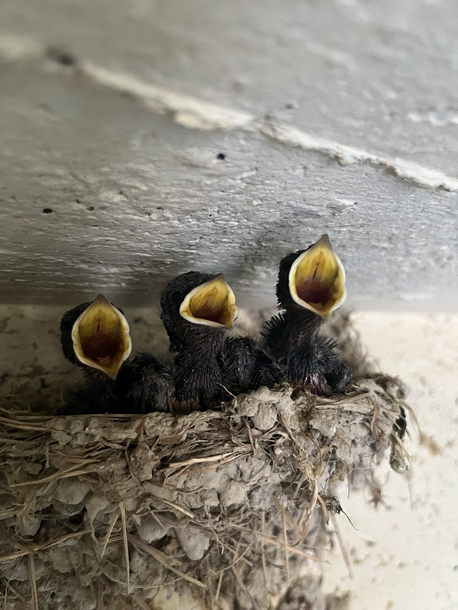 Ma mère et moi on nourrit ces bébés hirondelles car nos chats ont tué leurs parents 🥺 nous faisons ce que nous pouvons mais nous avons peur qu’ils ne survivent pas..si vous avez des conseils 🙏🏼 mercii pour ces bébés adorables