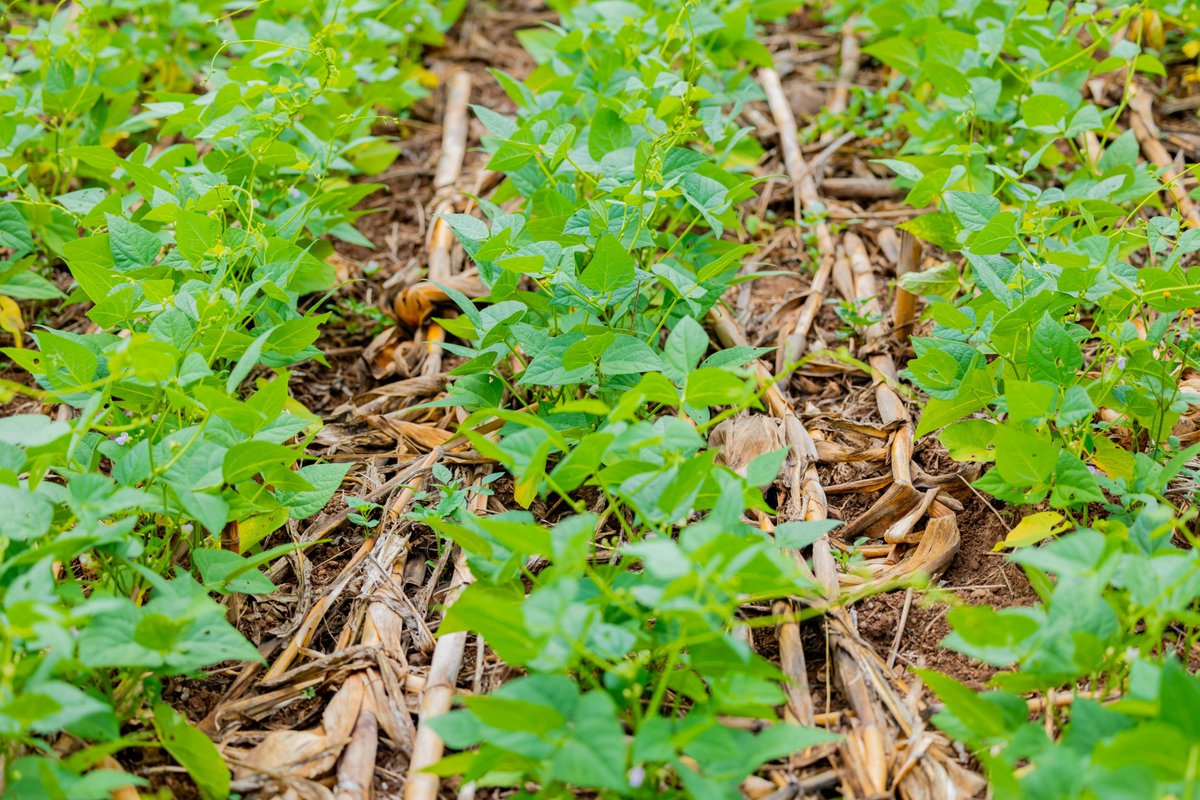 jniyibigenna's tweet photo. Soil cover  increases soil organic matter, reduces erosion and nutrient runoff, and helps the soil retain moisture. https://t.co/n8dWUICPcb