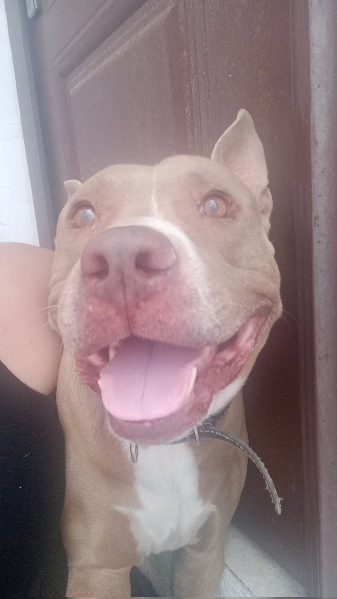 Un Pícori feliz, porque domingo.