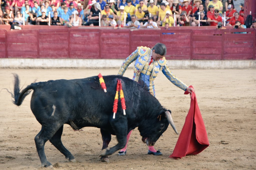 TorosLedesma's tweet photo. ⭕️ 5°) Raquel Martín indultado al novillo de Lorenzo Rodríguez Espioja. 

2 orejas y rabo simbólicos. https://t.co/y3f52CzVNM