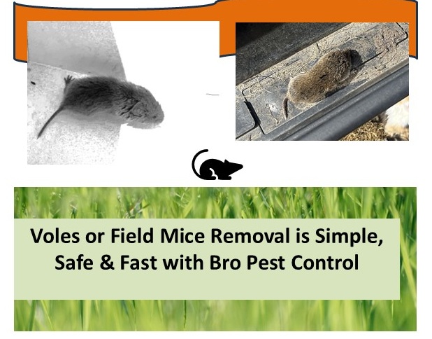 Bropestcontrol's tweet photo. https://t.co/JzcBDkzKO1