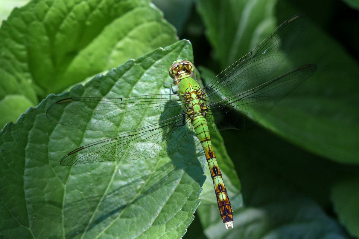 After a slow start, we're now seeing more dragonflies in the yard. #dragonfly #Odonata #Illinois #nature #photography #wildlifephotography
