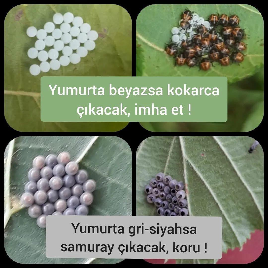 ⚠️ SAMURAY ARISI ÇIKIŞLARİNA DİKKAT⚠️
Çiftçilerimizin dikkatine:
Kahverengi kokarca tarafindan yumurta bırakılan yapraklar zarar verilmeden dikkatle incelenmeli Küçük, yuvarlak ve parlak yumurtalar dikkatle gözlemlenmeli Gri-siyahsa yumurtadan samuray arısı çıkacak demektir.