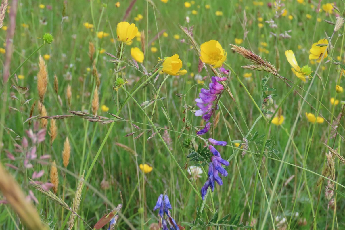 I stopped by Causeway hospital to see the incredible #meadows &amp; I wasn't disappointed. The colour show on display is a real visual feast. Lots of pollinators present too. Well done <a href="/NHSCTrust/">Northern Trust</a> &amp; thank you for maintaining the best hospital grounds I've ever seen. #wildflowerhour