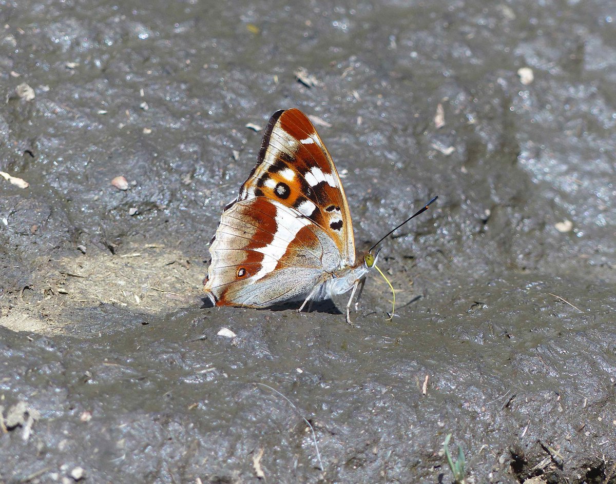 MatthewOates76's tweet photo. Just one of a hundred (probable individual) Purple Emperors seen by me today at Knepp, despite the wind - happily feeding on cowpat, as one does when one's an Emperor...  Great to share him with 20+ visitors https://t.co/VsZLlZlOss