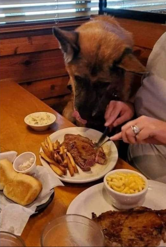 To everyone complaining about Texas Roadhouse allowing that dog who was deployed twice, to eat a steak in the restaurant on Veterans Day, I'd rather sit next to him than rowdy, bratty kids all day long.
I can guarantee that dog is cleaner and more quiet. He isn’t up being allowed