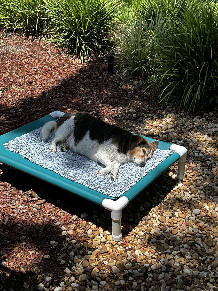 Today was bath day so I deserve a comfy nap in the sun now. Right? 🐶💕