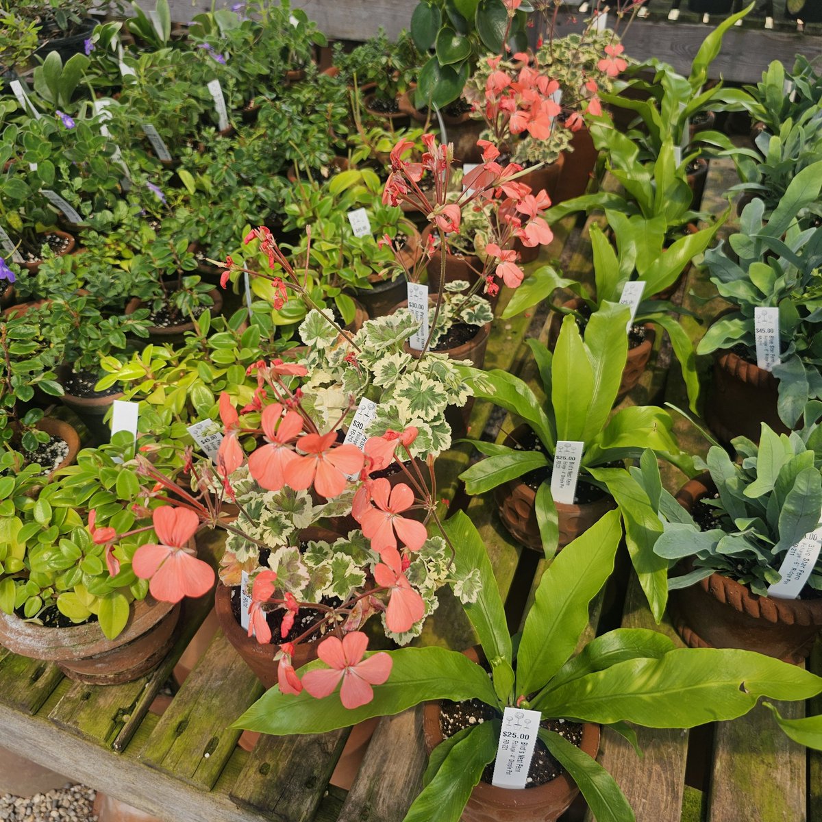 Took a ride to Maine. Snug Harbor Farm in Kennebunk is a favorite spot. <a href="/_AlleyAwesome/">Alley</a> <a href="/dhdrewry/">David Drewry</a> 
Lunch at Billy's.  Chowder, fried clams and haddock