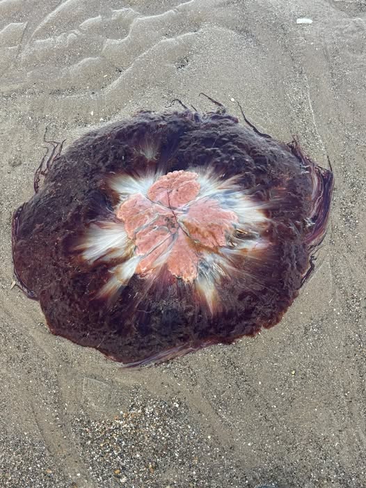 Seen on the beach at Mablethorpe tonight. Lion's mane jellyfish give a very nasty sting, so consult a doctor if  swelling or weals are severe. Photo credit Kevin Nicholls.